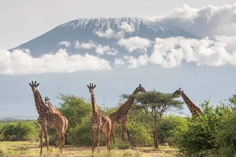 Classic Kenya Wildlife Trail