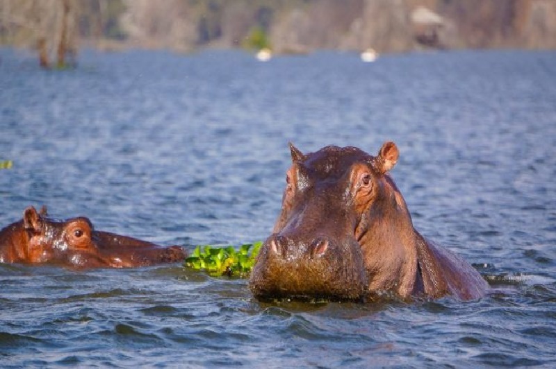 Kenya Golden Savannah Tour