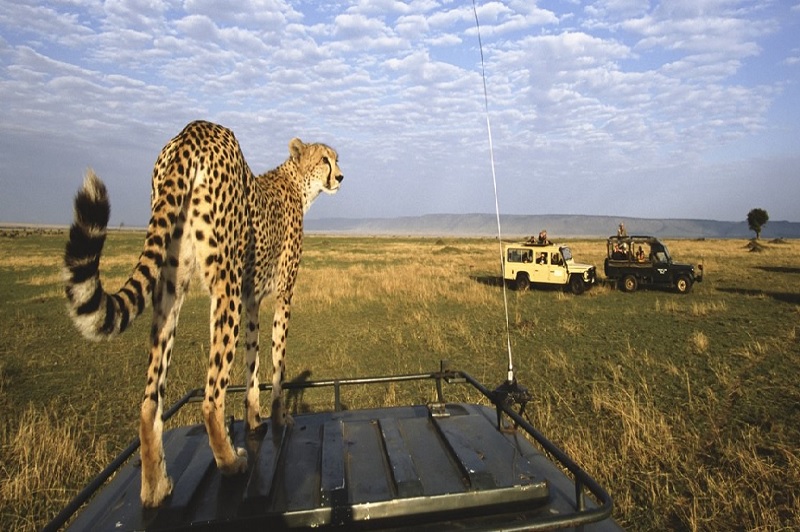 Masai Mara & Lake Nakuru Discovery