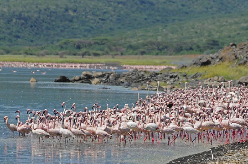Naivasha National Park
