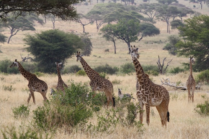 Tarangire national Park